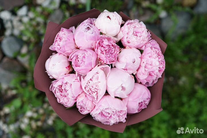 Пион Голландия Розовые