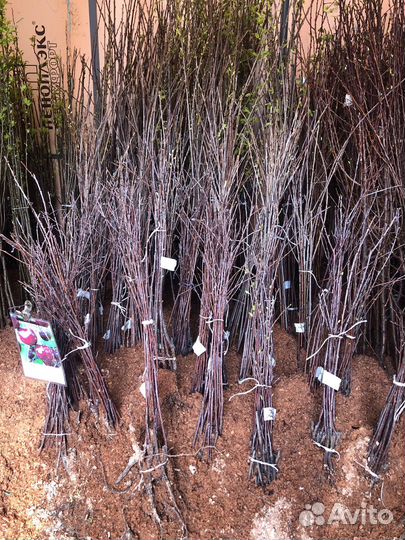 Саженцы плодовых деревьев