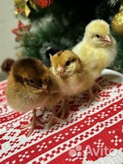 Яйцо на инкубацию от домашних кур. Цыплята