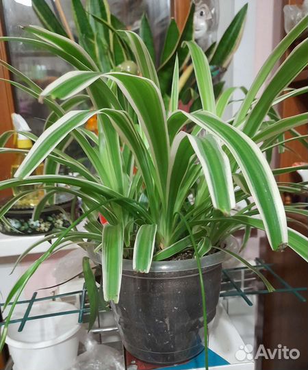 Цветок осока