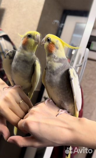 Попугай корелла