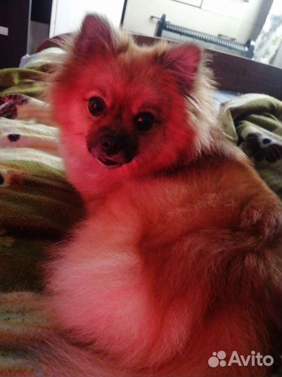 Шпиц вязка девочка