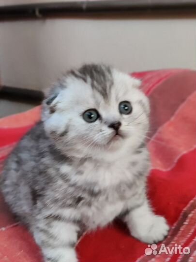 Вислоухая кошка