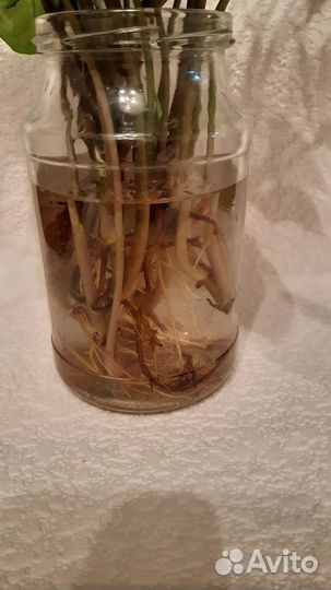 Сингониум и другие отростки