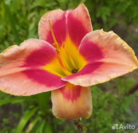 Лилейники сортовые