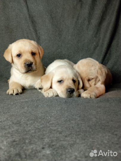 Щенки лабрадора