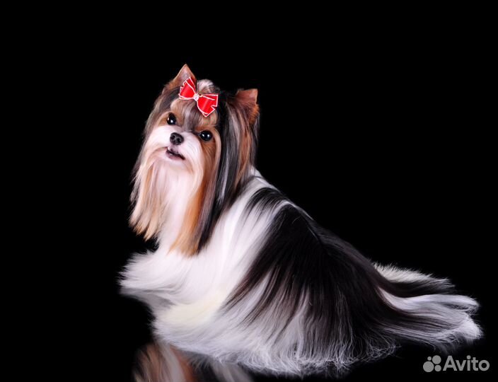 Мини Бивер шикарный кобель для вязки питомник РКФ