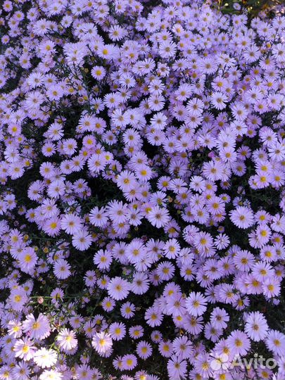 Лихнис Рудбекия Эхинацея Василек Ландыш Розга