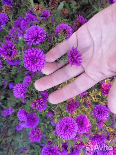 Хризантемы и многолетние астры