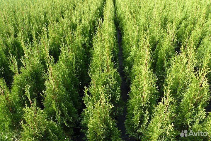 Шикарные Туи 1.83м Оптом Без Посредников