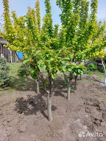 Крупномеры на ком от 3 лет