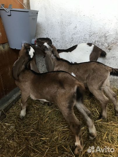 Нубийские козлята лучших линий России и Европы
