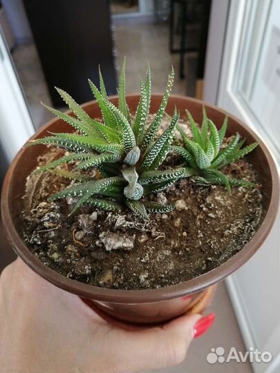 Цветок хавортия