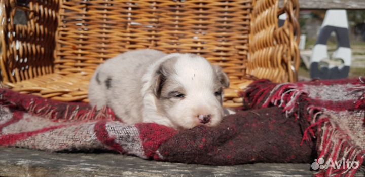 Щенки бордер колли