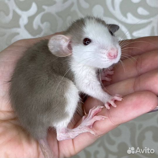 Питомник. Дамбо крысы, крысята, крыса