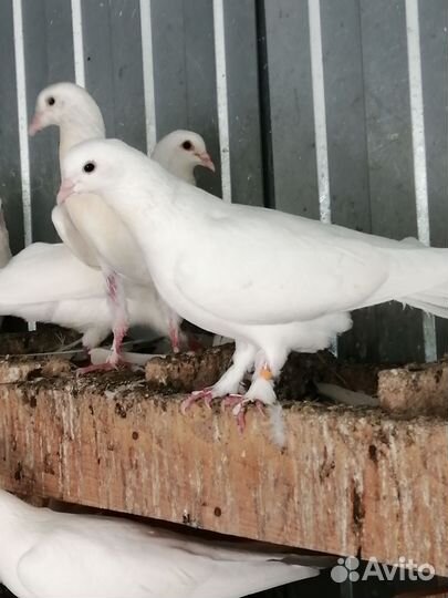 Голуби
