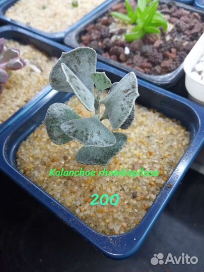 Суккуленты коллекционные