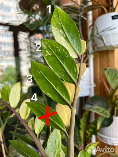 Замиокулькас вариегатный