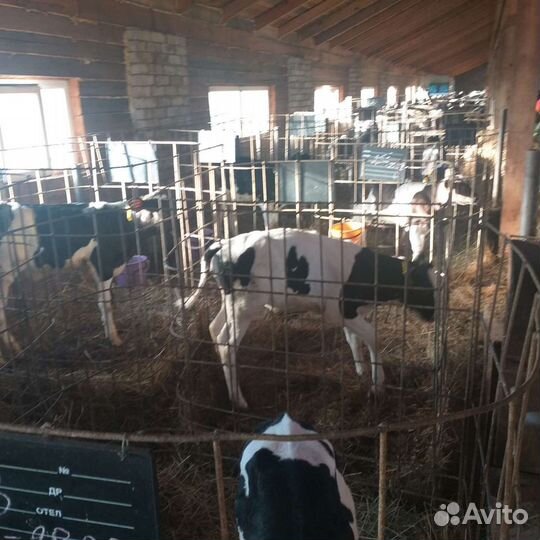 Породистые подрощенные бычки