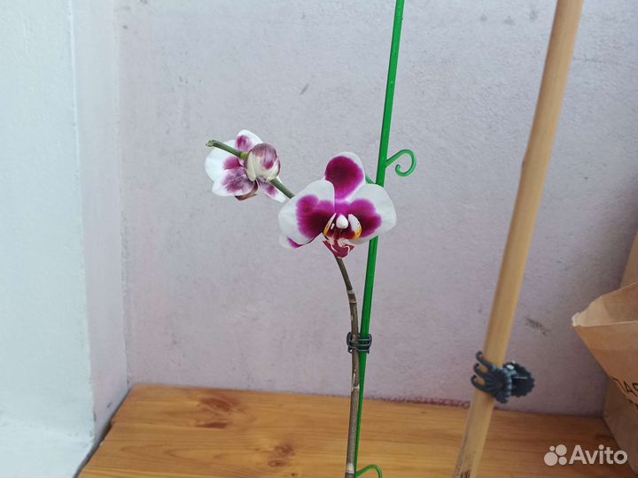 Орхидея фаленопсис