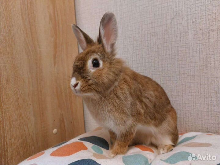 Декоративный кролик