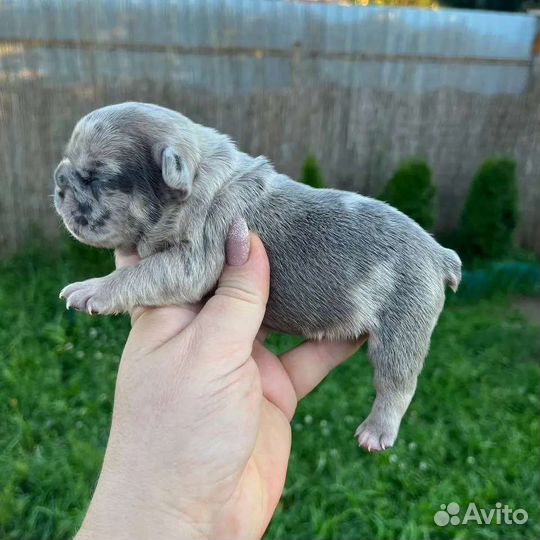 Цветные французские бульдоги девочки