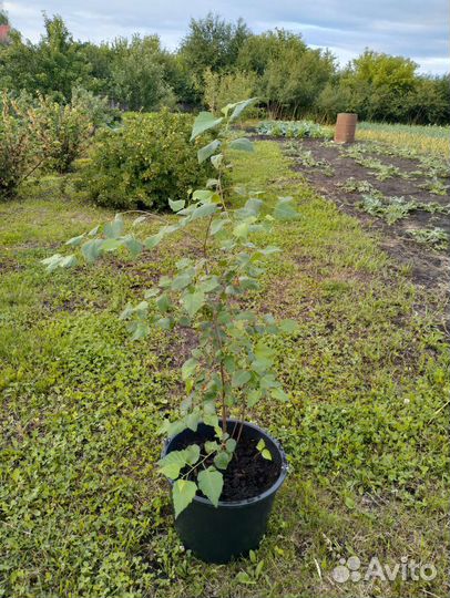 Берёза, саженцы