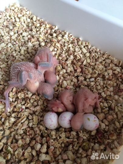 Ручные птенцы волнистых попугаев