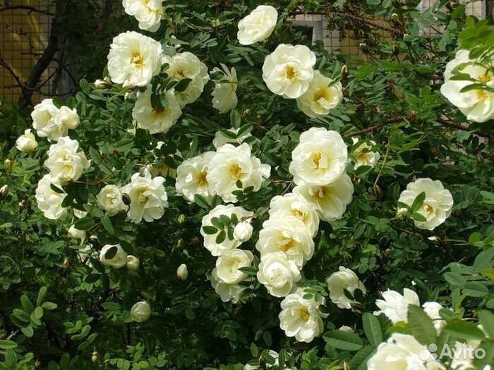 Шиповники декоративные