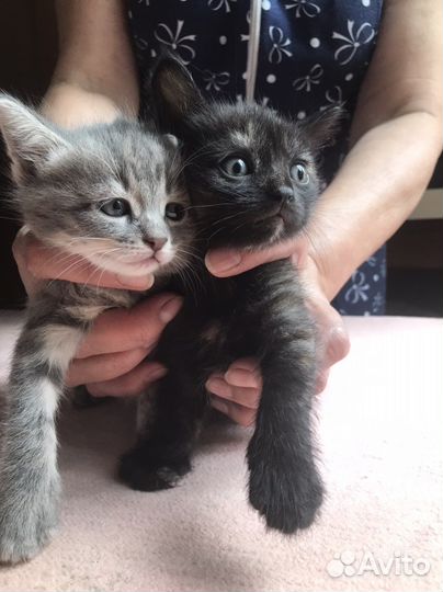 Отдам котят в добрые руки