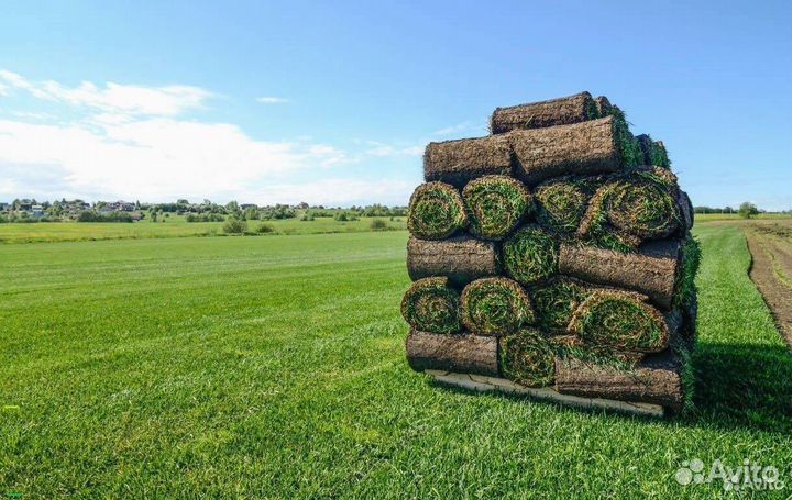 Рулонный газон с укладкой, обслуживание