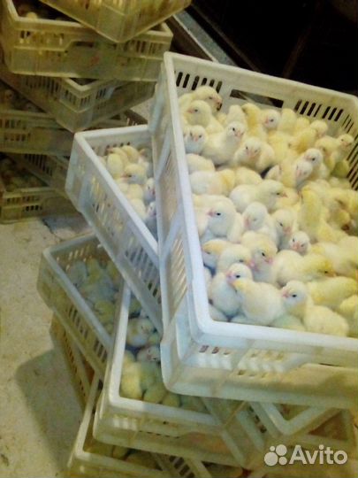 Цыплята Бройлера кооб 500, Арбор айкрес кооб 700