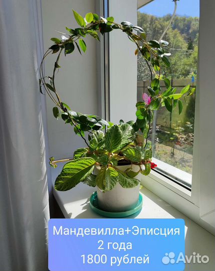 Комнатные растения