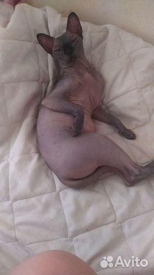 Сфинксы кот и кошка