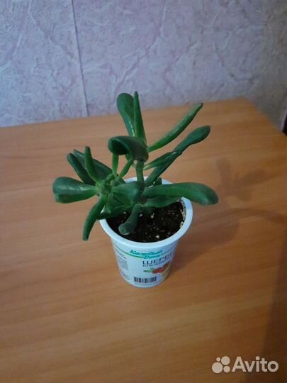 Толстянка хоббит