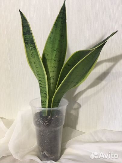 Сансевиерия Бронь