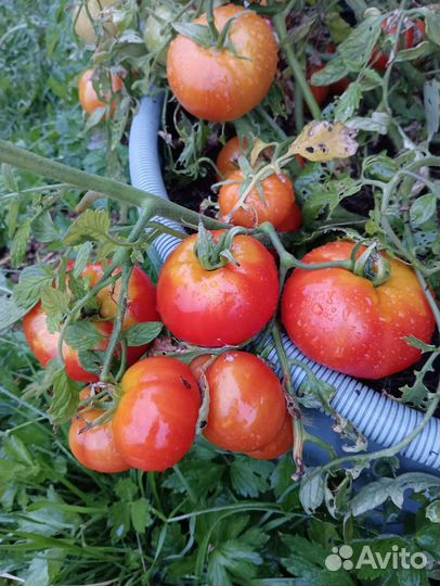 Томат Монгольский карлик