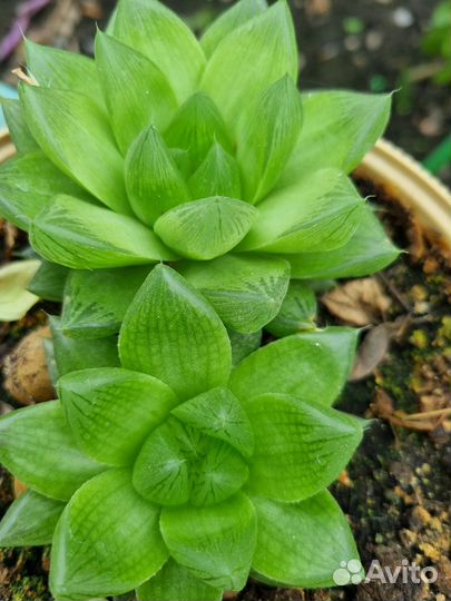 Хавротия купера