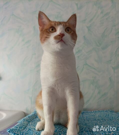 Котенок Гоша ищет дом