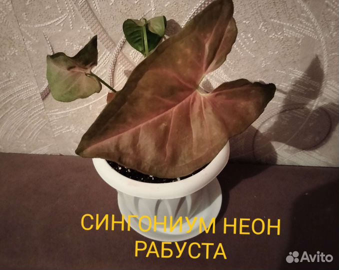 Комнатные растения