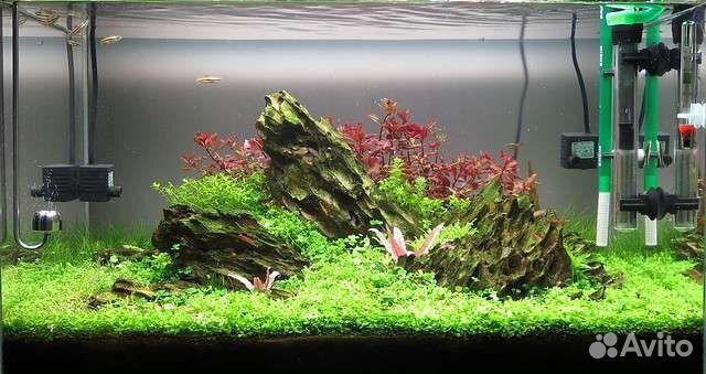 Обслуживание аквариумов и терариумов