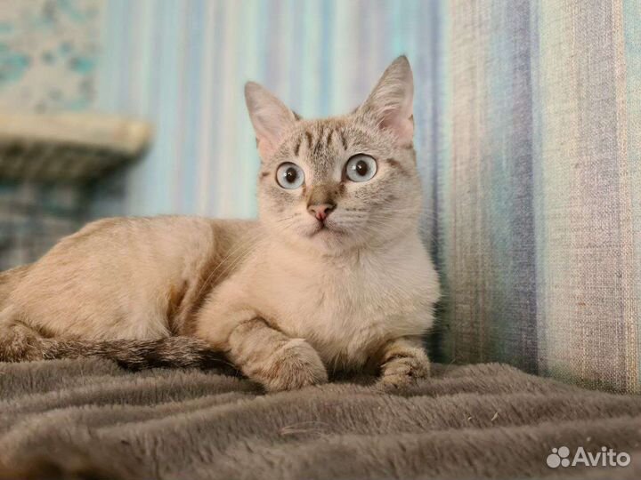 Молодая кошечка