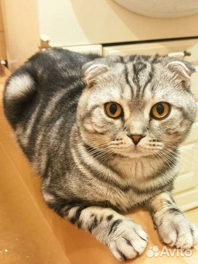 Вязка шотландский котик