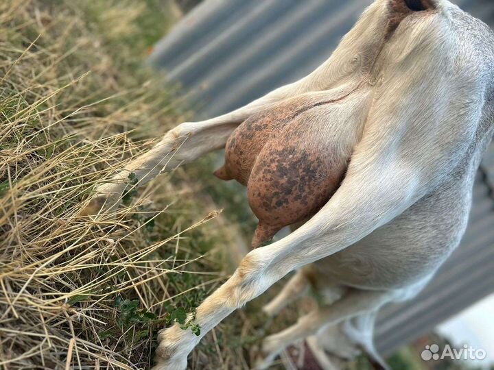 Козы дойные