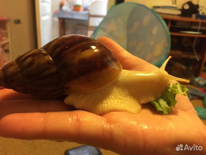 Улитки ахатины
