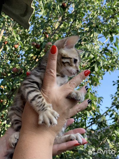 Бенгальские котята