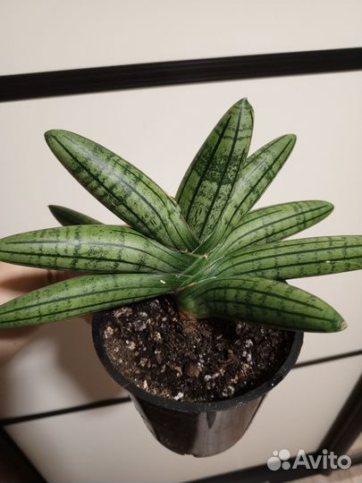 Сортовые Сансевьерии