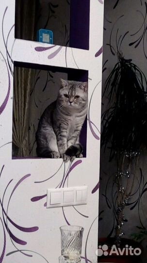 Кот для вязки