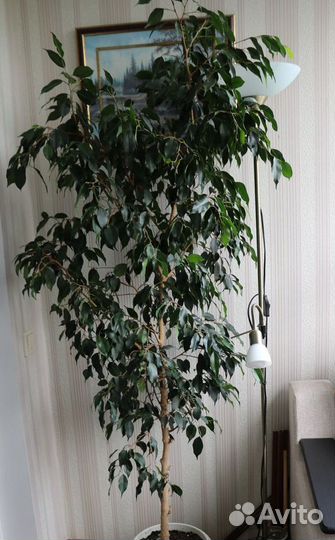 Фикус бенджамина 1,75 см