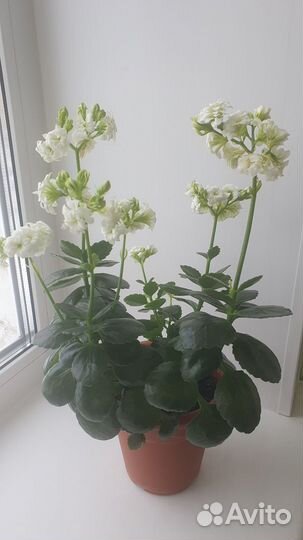 Каланхоэ белый махровый
